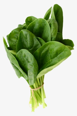 As Folhas Não Devem Estar Murchas E Deves Estar Isentas - Soil Me Spinach (palak) - Pack Of 100 Seeds