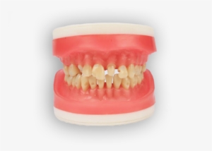 Manequim Materiais Dentários Top - Mannequin