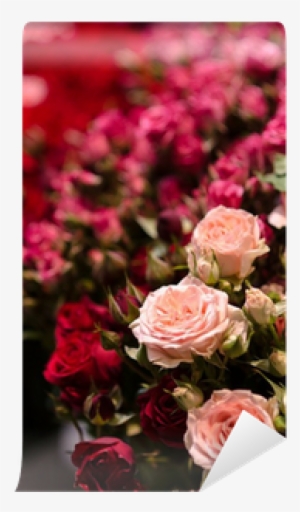 Pink Flowers Rose On Red Background Blur Valentine - Hybrid Tea Rose