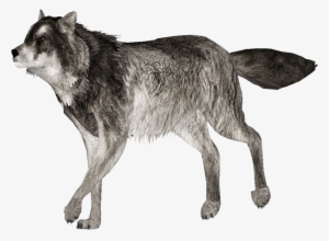 Gray Wolf - Zoo Tycoon Wolf Mod