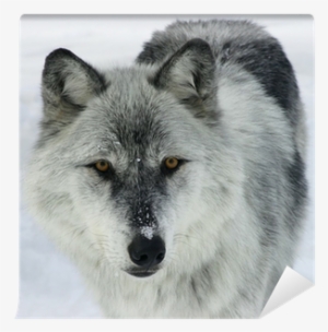 Gray Wolf With Purple Eyes