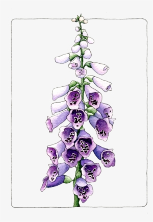 Foxglove - Grape Hyacinth