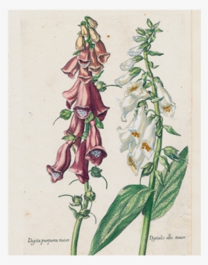 Double Foxglove - Digitalis