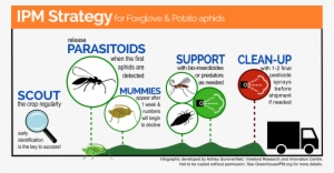Infographic On Ipm Strategy Against Foxglove Aphids - Aphid