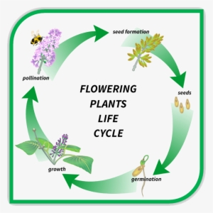 Image Of Flowering Plants Life Cycle - Flowering Plant