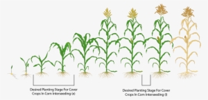 To Avoid Confusion Interseeding Between V3 V7 Is Called - Corn Plant Growing Stages Hd