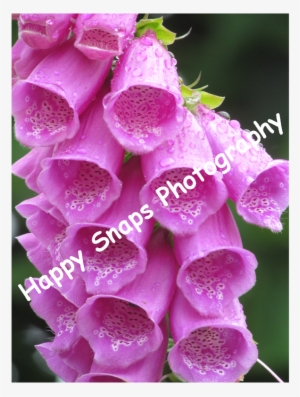 Here Is A Selection Of My Pictures That I Have Taken - Digitalis