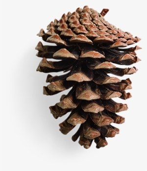 pinecone - conifer cone