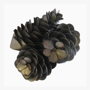 Come To The Iron Barn And Take A Look At Our Pine Cones - Mexican Pinyon