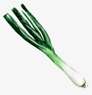 H5 Img - Welsh Onion