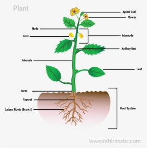 Parts Of A Plant - Plants