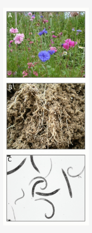 Plant Root Traits Are Important Drivers Of Soil Food - Gif