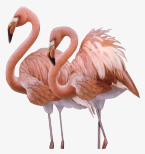 Wahania Liczebności Tego Flaminga Mogą Być Dość Znaczne - American Flamingo