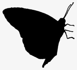 Butterfly Silhouette Vector - Stock.xchng