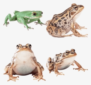 Common Frog Png