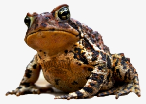 ale toad - eastern spadefoot
