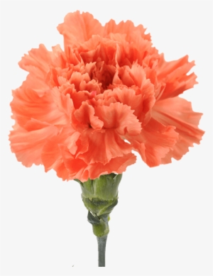 Orange Hermes - Orange Carnation