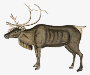 Reindeer, Vintage, Art, Deer, Animal - Vintage Animal Png