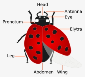 Ladybug Facts - Lady Bird Meaning In Hindi