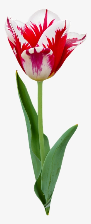 Nature, Flower, Plant, Tulip, Flowers, Spring - Tulip