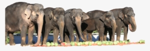 Elephant Videos - Have Trunk Will Travel Elephants