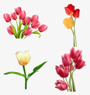 tulips flowers clip art