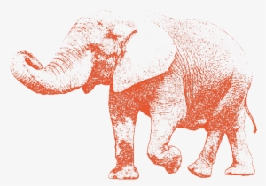 Elephant Walking With Its Trunk Up - Indian Elephant