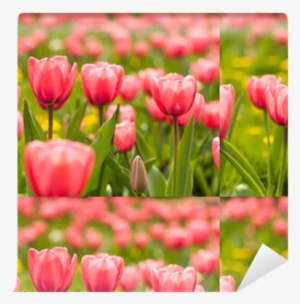 Sprenger's Tulip