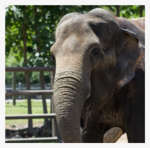 Zoo Asian Elephant