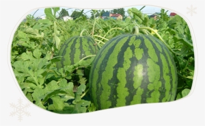 The Strict Control On The Quality Of Watermelons Taken - Obanazawa