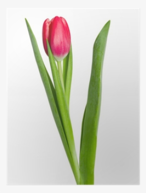 Sprenger's Tulip