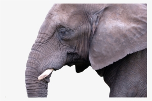 Mammal Elephant Nature Animal Wild 908445