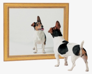 Cachorros Se Identificam Em Um Espelho - Dog In Mirror