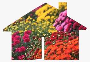 What Do Autumn Flowers Have To Do With Real Estate