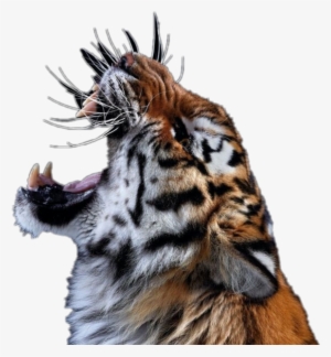Tiger Roar Animal Cats Bigcats Zoo Jungle - Lsu Tiger Roar