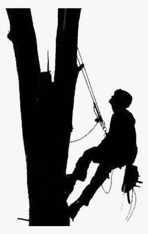 Tree Removal - Tree Climber Silhouette
