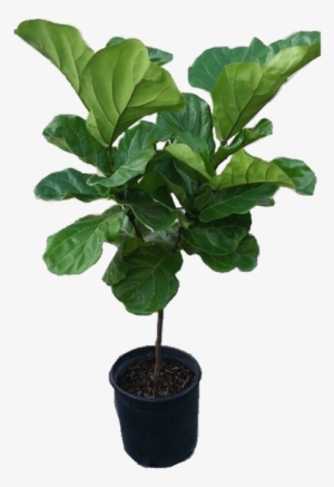 Ficus Lyrata Tree Plant In 12" Pot - Ficus Lyrata Png