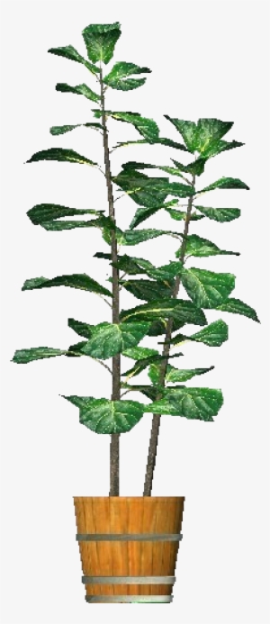 3d Flowers - Ficus Lyrata - Fiddle-leaf Fig