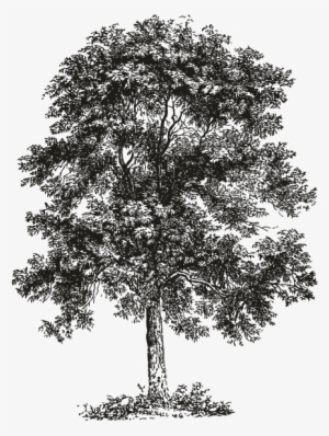 Smock Ash Tree Motif