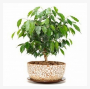Ficus Benzamin - Plants