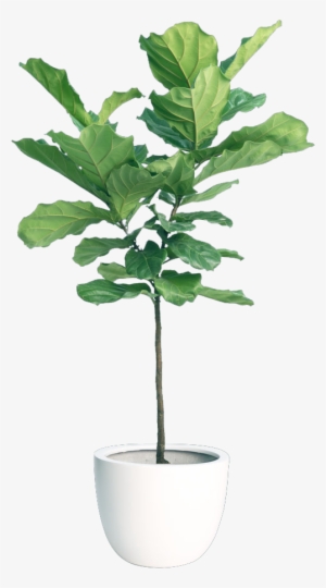 Fiddleleaf Fig - Indoor Plants