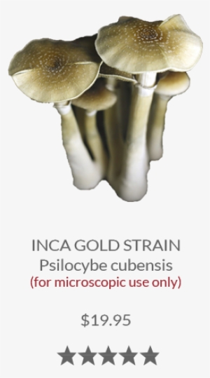 Mushroom Spores - Magic Mushrooms