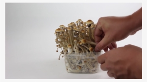 How To Harvest Your Magic Mushroom Grow Kit - B+ Supa Gro