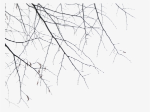 Branches Png By Simf333onic-d355iva - Portable Network Graphics