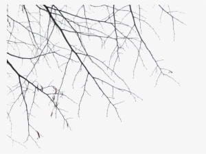 branches png by simf333onic-d355iva - portable network graphics