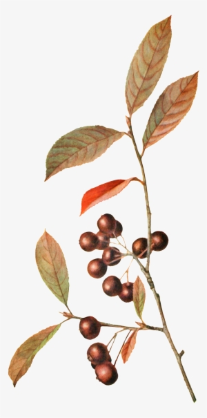 A Branch Of Wild Fruit Branches Transparent Decorative