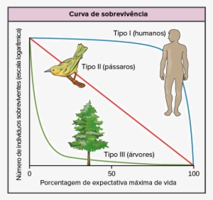 Life Tables, Survivorship Curves & Age-sex Structure - Survivorship Curve