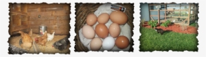 Farm Fresh Eggs Available First Come First Serve $2 - Michael Godard