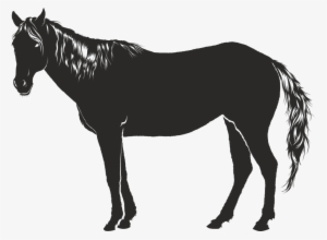 Horse, Black, Animal, Silhouette, Shadow - Schatten Pferd