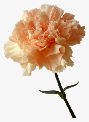 Tubes Fleurs Carnation Drawing, Dianthus Flowers, Perfume, - Oeillet Fleur Couleur Pastel